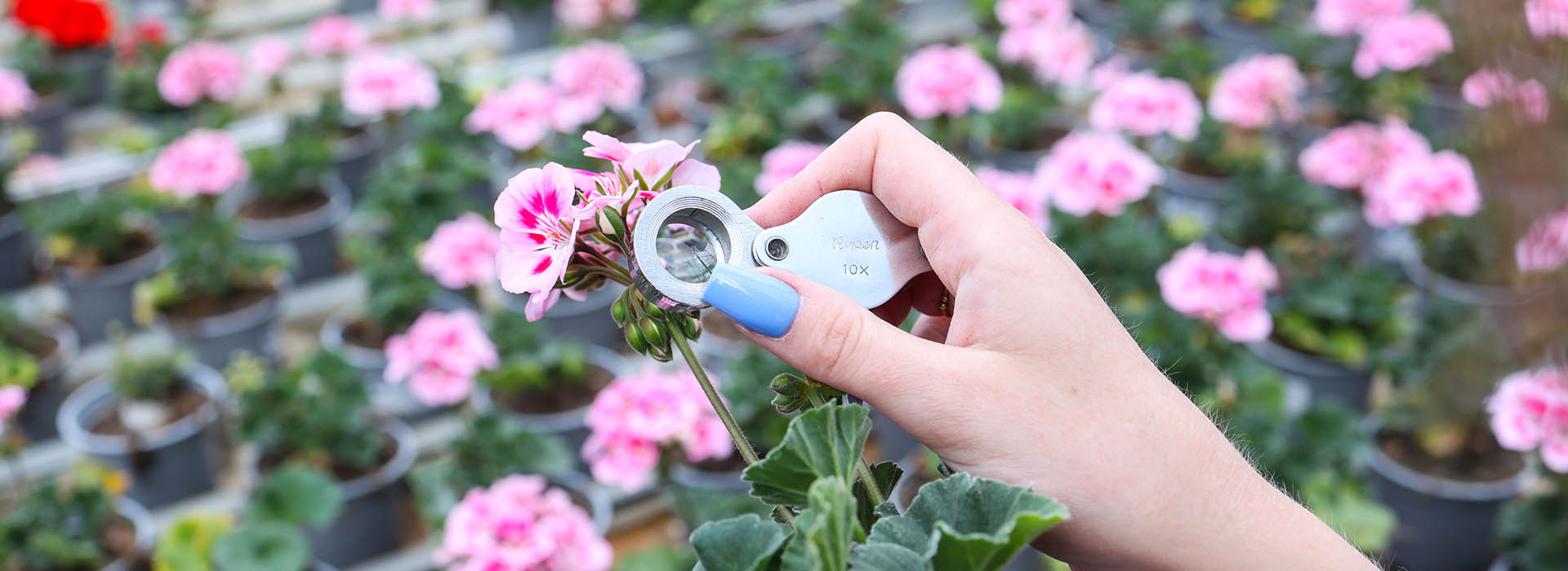 Hur mår blommorna - finns det någon där? Sällsynt med inkräktare på Pelargonens blommor - men det är viktigt att förebygga och finna dem i ett tidigt stadium för att kunna sätta in ett biologiskt växtskydd.